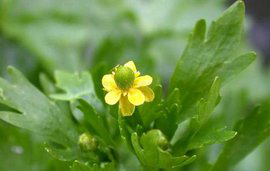 石龙芮（生态）