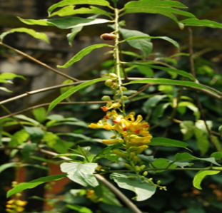 荷苞山桂花（生态）1克