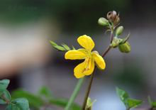 （550）白花臭草（生态）1克