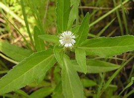 白花蛇舌草（生态）1克