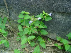 白饭草（生态）1克